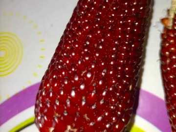 Vente: Maïs  fraise