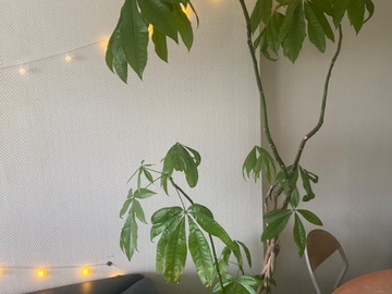 Vente: Pachira aquatica 