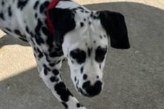   : Pongo