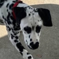   : Pongo