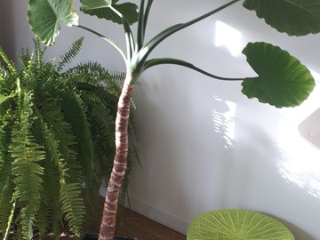 Vente: Colocasia esculanta