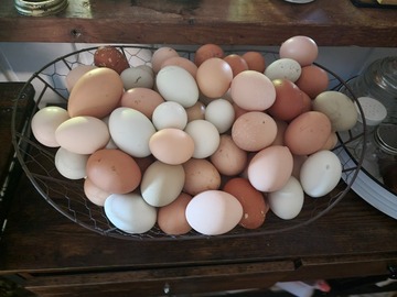 Selling with In-person Payment: Fresh Chicken Eggs