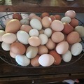 Selling with In-person Payment: Fresh Chicken Eggs