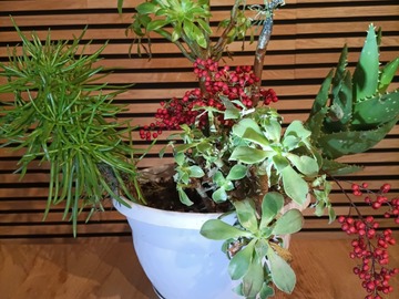 Vente: Composition plantes grasses