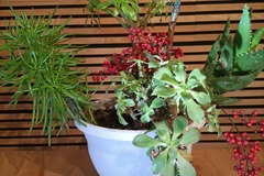 Sales: Composition plantes grasses