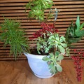 Sales: Composition plantes grasses