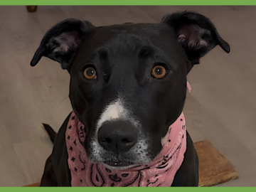  : Nova