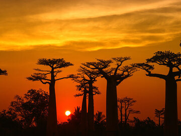 Multi-day Packages: 20-Day Honeymoon Tour | Madagascar