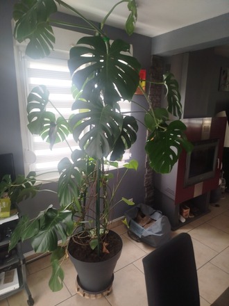 Monstera deliciosa xxl - HomoPlantus