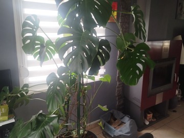 Vente: Monstera deliciosa xxl