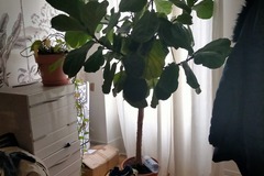 Giving away: Donne beau ficus