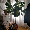 Giving away: Donne beau ficus