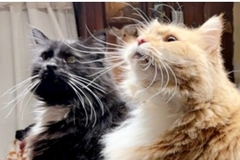   : Tuffy and Wooly Bully