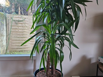 Sales: Yucca 2 pieds 