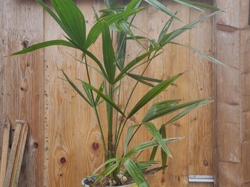 Vente: Palmiers trachycarpus fortunei (palmier de Chine)
