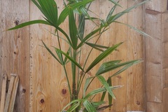 Vente: Palmiers trachycarpus fortunei (palmier de Chine)