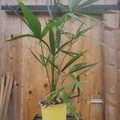 Vente: Palmiers trachycarpus fortunei (palmier de Chine)