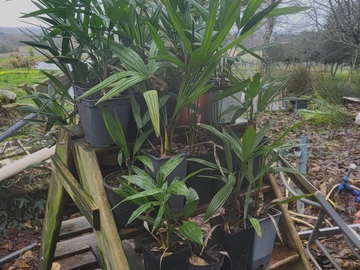 Vente: Palmiers trachycarpus fortunei (palmier de Chine)