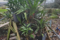Vente: Palmiers trachycarpus fortunei (palmier de Chine)