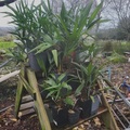 Vente: Palmiers trachycarpus fortunei (palmier de Chine)