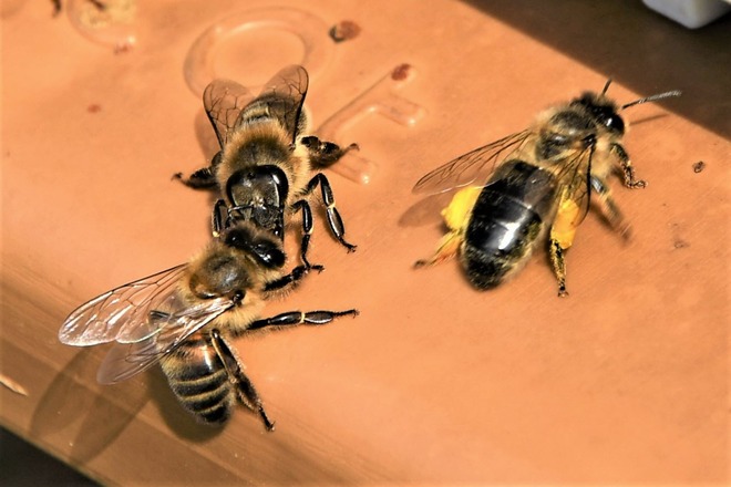 Pollen sec de la Drôme
