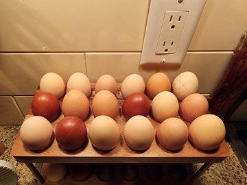 Selling with In-person Payment: Organic backyard chicken eggs