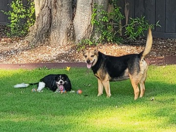 Wellness Session Single: Animal Health Nutritional Assessment with Shanah