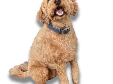 Bulk Lots: Wholesale Lot – 500 Neoprene Dog Collars – Mixed Sizes & Colors 