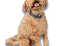 Bulk Lots: Wholesale Lot – 500 Neoprene Dog Collars – Mixed Sizes & Colors 