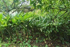Vente: Vends palmiers  chamaerops