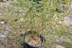 Vente: Fargesia rufa 
