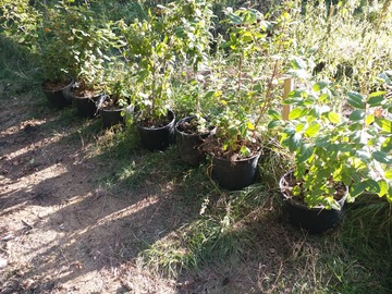 Vente: laurier tin pour haie champêtre