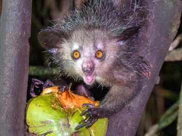 Nature & Wildlife: 8-days to Discover the Northeast of Madagascar
