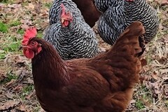 Selling with online payment: Fresh Eggs from Happy Backyard Chickens