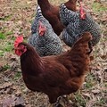 Selling with online payment: Fresh Eggs from Happy Backyard Chickens
