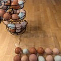 Selling with In-person Payment: Fresh chicken eggs! Organically fed (Woodstock, GA)