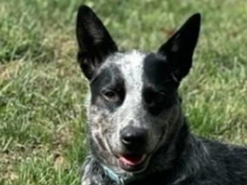   : Buddy