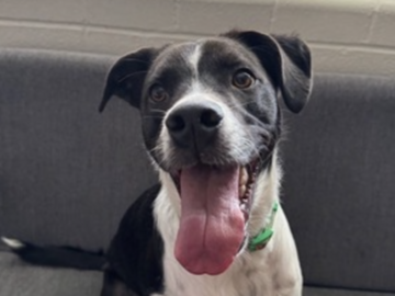   : Taz