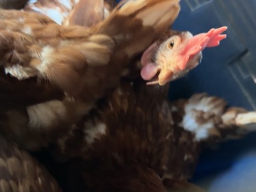 Selling with online payment: Fresh Eggs, Big Sandy