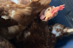 Selling with online payment: Fresh Eggs, Big Sandy