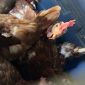 Selling with online payment: Fresh Eggs, Big Sandy