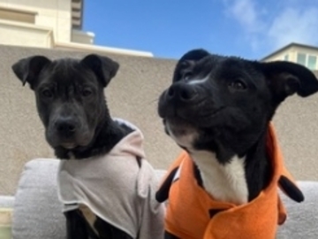   : Pluto & PJ