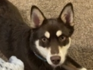   : Chase