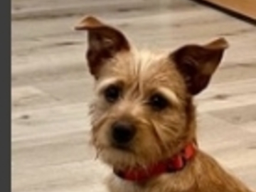   : Duke