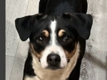   : Daisy