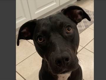   : Ziva 