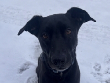   : Maisie