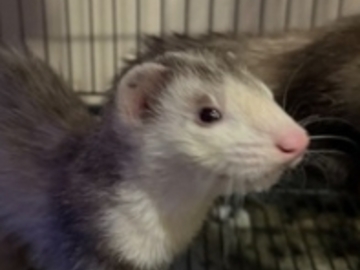   : George and Fuzzball