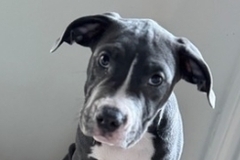   :  Khole, Mr. Long, Smallz