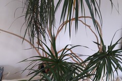 Giving away: Donne Dracaena reflexa